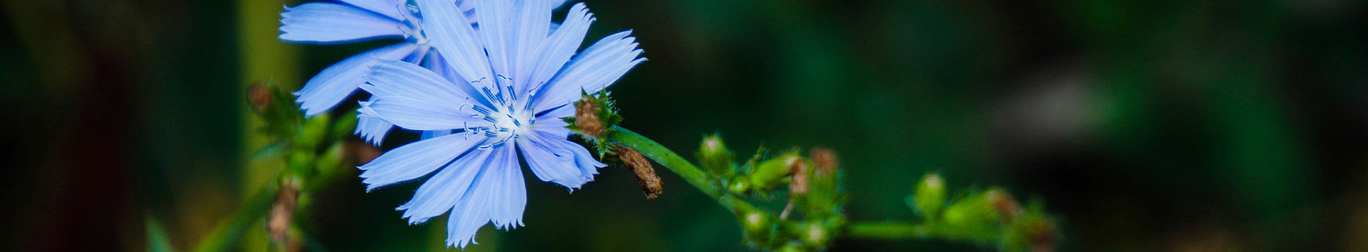 Fotografía de una flor