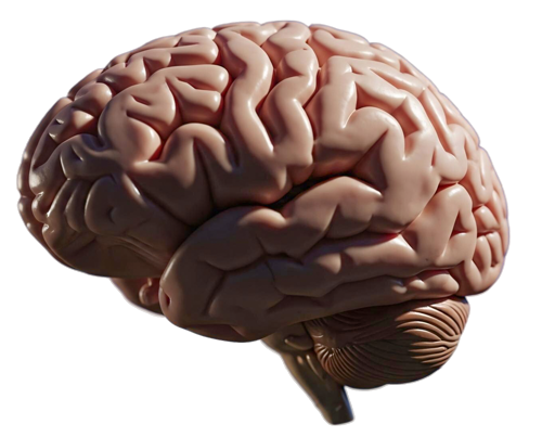 Imagen realista de un cerebro